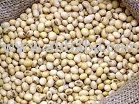 soyabeans