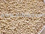 SOYBEAN
