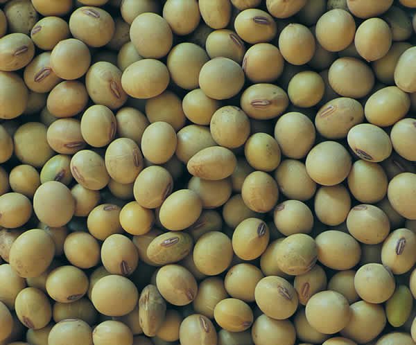 soy beans at affordable prices