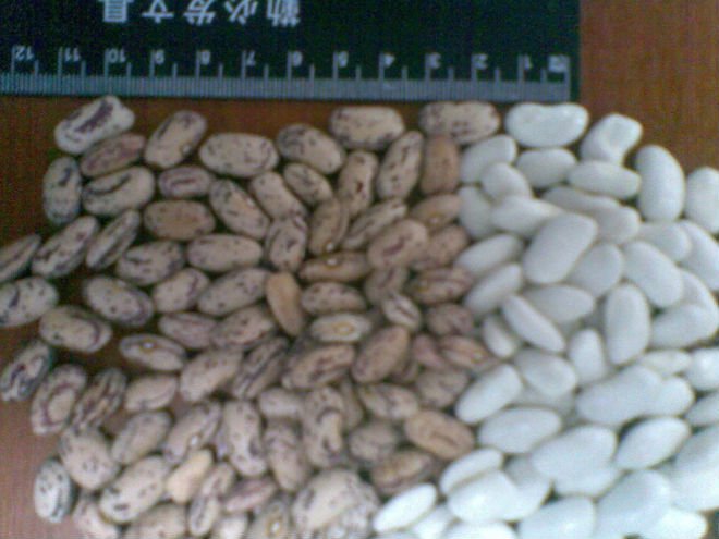 Agrobeans