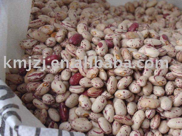 Round shape Light speckled kidney beans