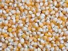 TOP QUALITY YELLOW AND RED CORN AT BEST PRICES