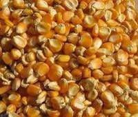 best grade yellow corn