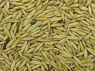 Quality Oats for sell