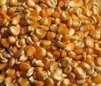 dry corn grain