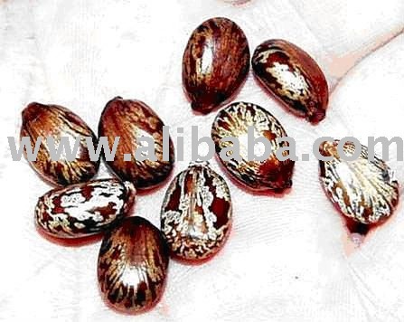 Castor Seeds for  oil   extraction 