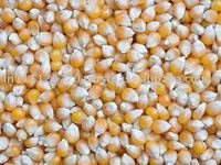  white   Corn  / Maize 