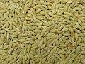 barley