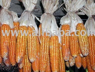 I Can Export Yellow Corn Maize High Quanity from Vietnam