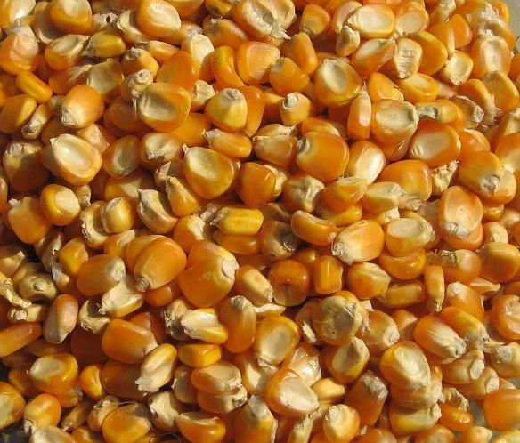 QUALITY YELLOW CORN AVAILABLE FOR SALE