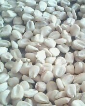 white maize (NON-GMO),Pakistan hubrid price supplier - 21food