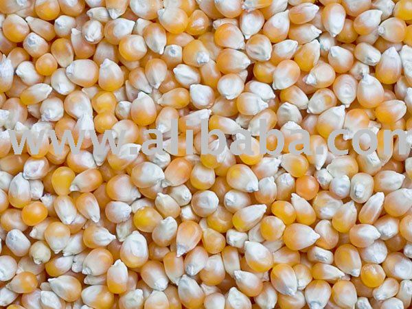 Yellow corn\maize