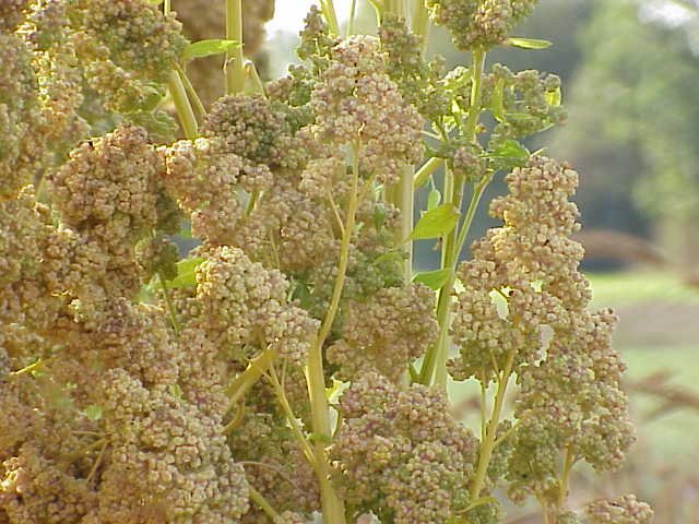 Organic Quinoa Grains (White, Red, Black)