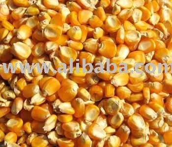 Sell Yellow corn, Maize from Vietnam with competitive price