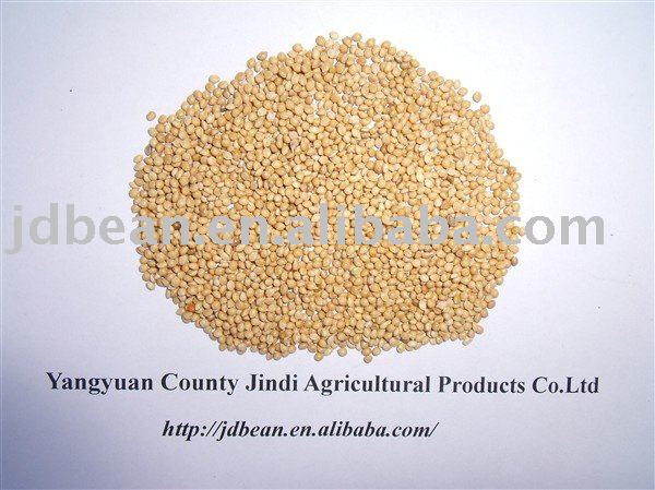 HPS White Broom Corn Millet(GF3)