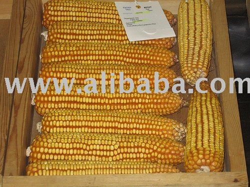 I Can Supply Yellow corn, Maize from Vietnam with competitive price