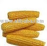 fresh yellow corn seeds for sell