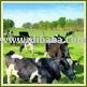 Bleachable  TALLOWS