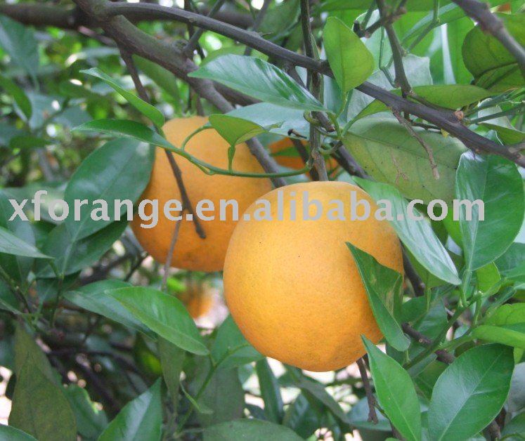 Fresh valencia orange of China