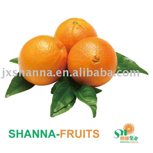 Chinese Navel Orange
