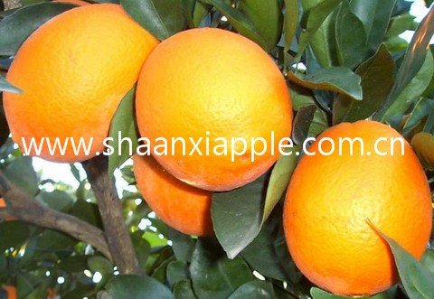 fresh  chinese   orange  seller