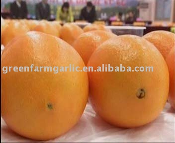 navel orange