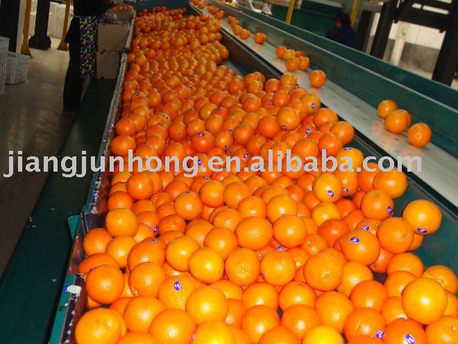 Fresh Red Newhall Navel Orange 60mm-95mm