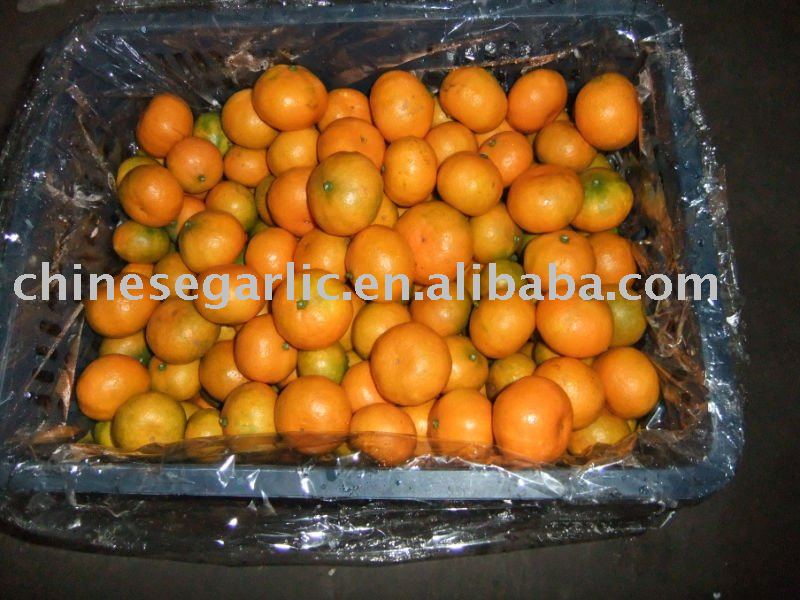 3.0-5.5cm Fresh Mandarin Orange
