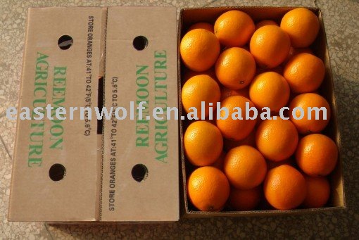 fresh navel orange in 10kg carton package
