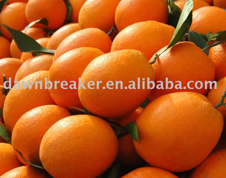orange (fresh orange / chinese orange )