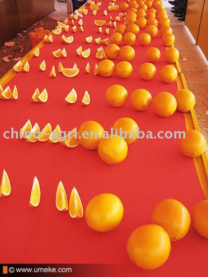  navel   orange   citrus   fruit 