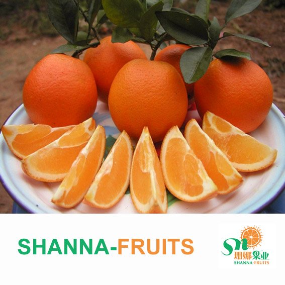 Gannan Navel Orange