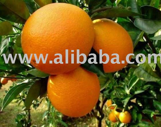 Premium Quality Navel & Valencia Oranges