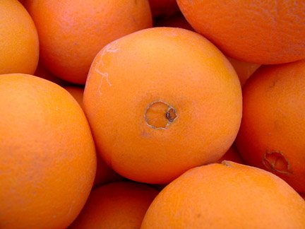 SWEAT NAVAL AND VALENCIA ORANGES FOR SALE