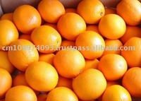 SWEAT NAVAL AND VALENCIA ORANGES FOR SALE