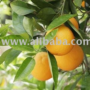 FRESH NAVEL & VALENCIA ORANGES FOR SALE(100% TOP QUALITY),LIMES,CAVENDISH BANANA,PINEAPPLES,LEMO