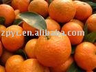 sweet Shatang orange