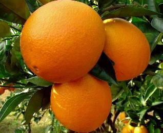 Fresh Navel oranges for sale at best prices