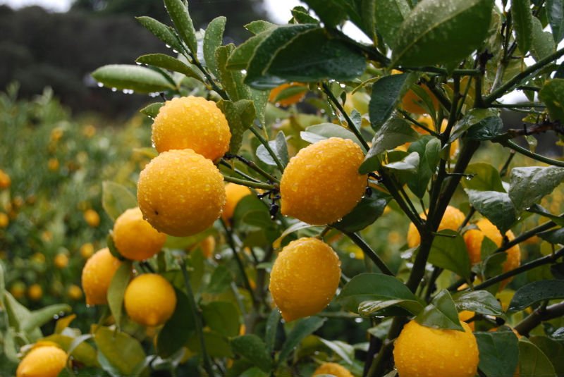 FRESH AND SWEET VALENCIA ORANGES