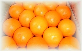 Navelate Oranges