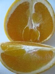 NAVEL ORANGE