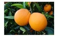 Citrus Fruit:Washington