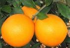 ORANGE  FRUIT FOR YOU