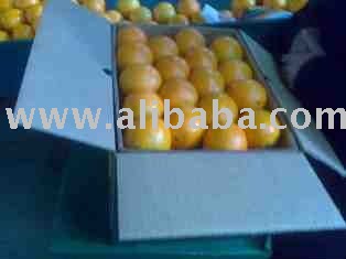 Fresh Orange