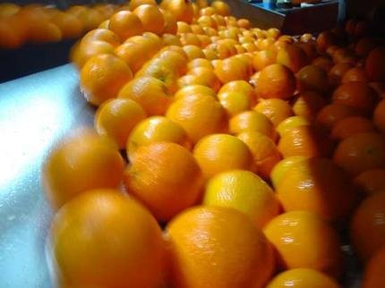 SWEAT NAVAL AND VALENCIA ORANGES FOR SALE
