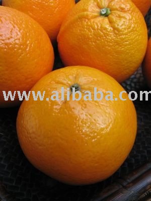 navel oranges