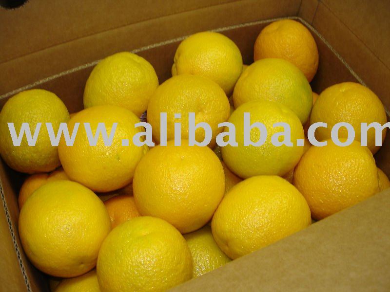 Valencia Orange