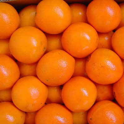 Fresh Navel Oranges,Valencia Oranges and Blood Oranges for sale