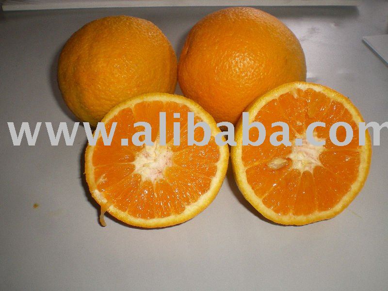 Valencia oranges of Sicily