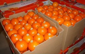 NAVAL AND VALENCIA ORANGES and mandarin ,CAVENDISH BANANA,Apples, Oranges, lemon, Mango, ,,Melons, G